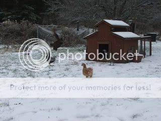 chickiesfirstsnow.jpg