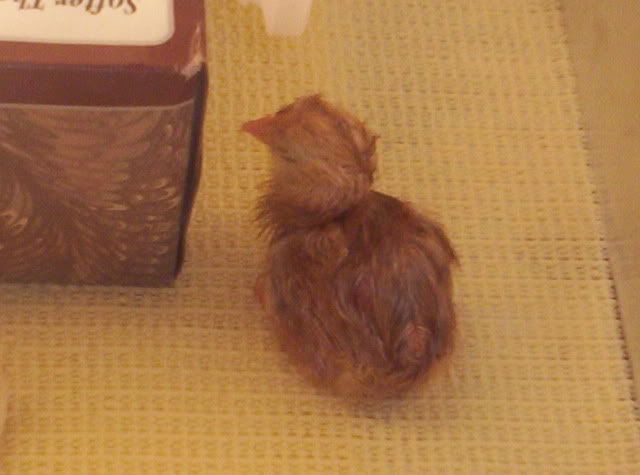 Babychicks003.jpg