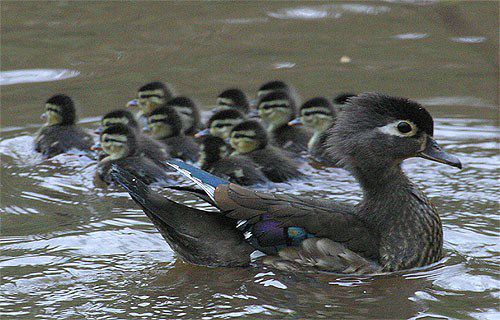 DuckWoodDucklingsF01.jpg