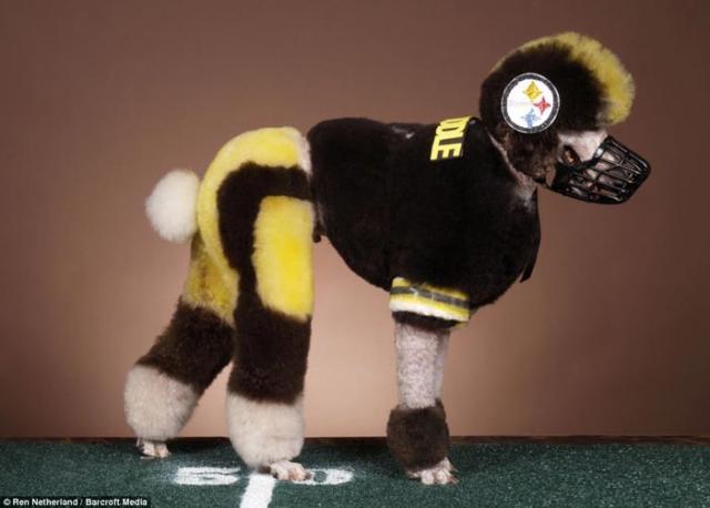 900x900px-LL-dc715779_81230_dog5.jpeg