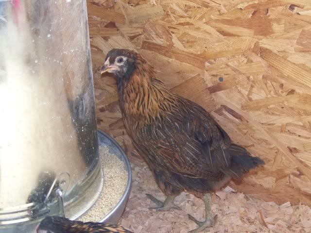 RoosterorHen019.jpg