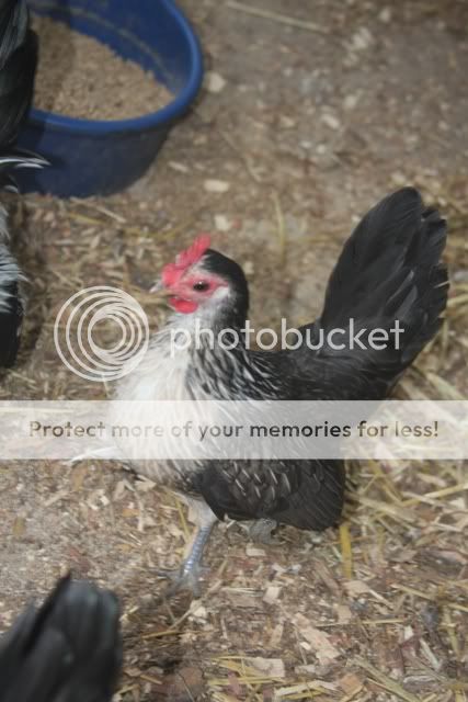 poultrysept09038.jpg
