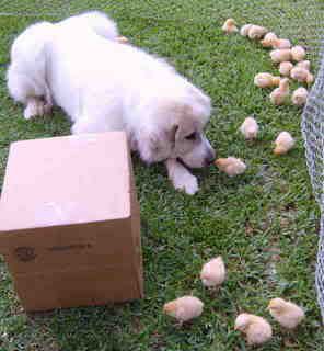 Chicksoutside005a.jpg