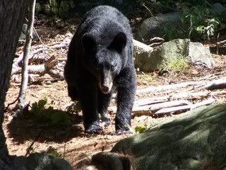 BearinbackyardR.jpg