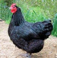 australorp_hen.JPG
