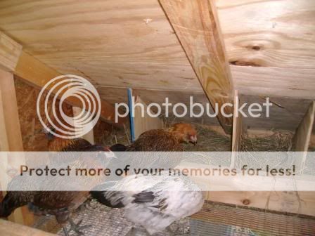 Checkingoutnewnestboxes.jpg