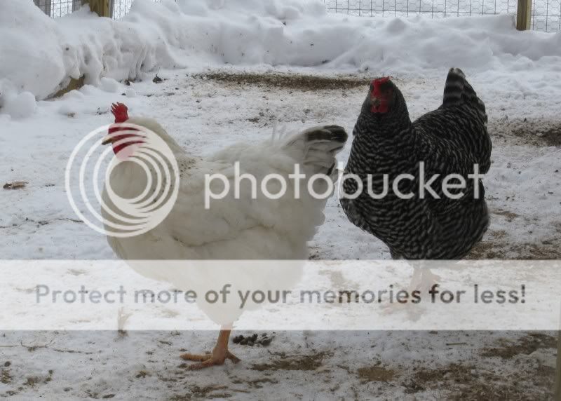 251_2.jpg