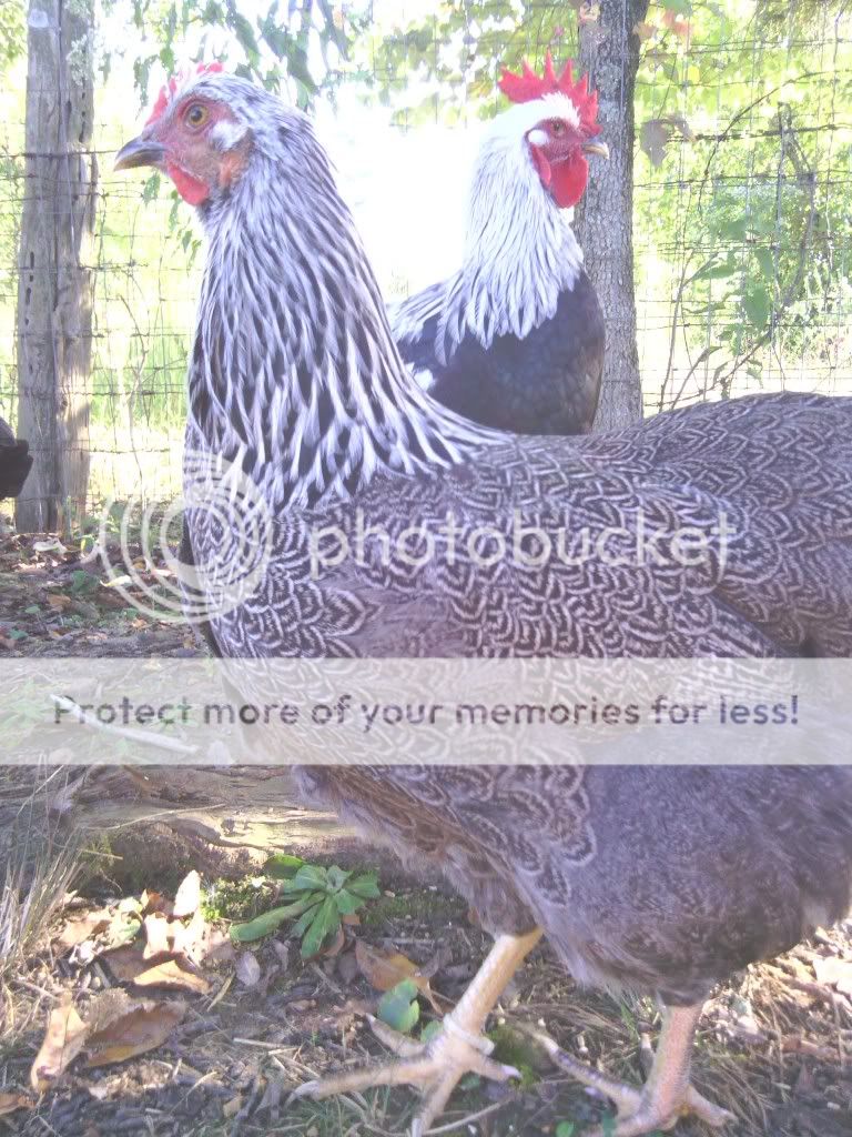 IMG_20130923_160741_zps4ad09a1f.jpg