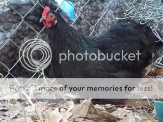 Chickens033.jpg
