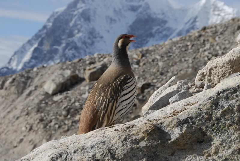 TibetanSnowcock.jpg