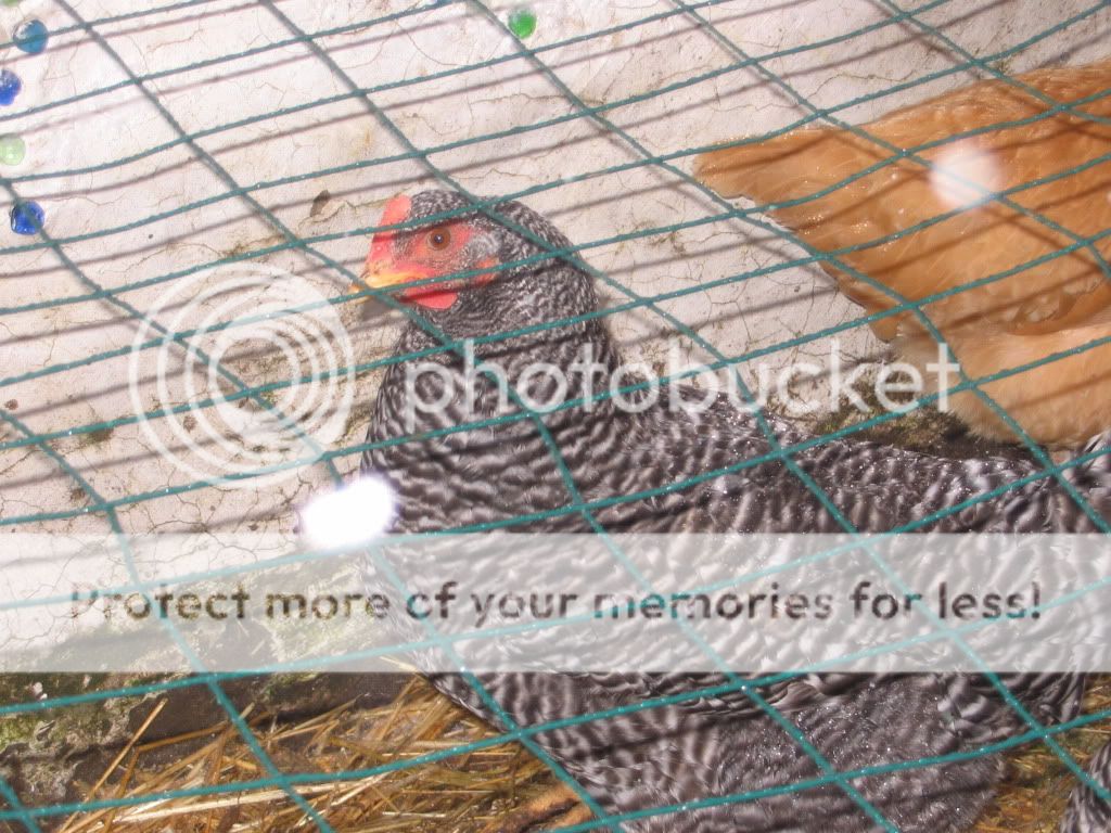 chooks054.jpg