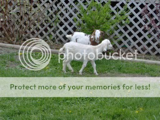 goats016.jpg
