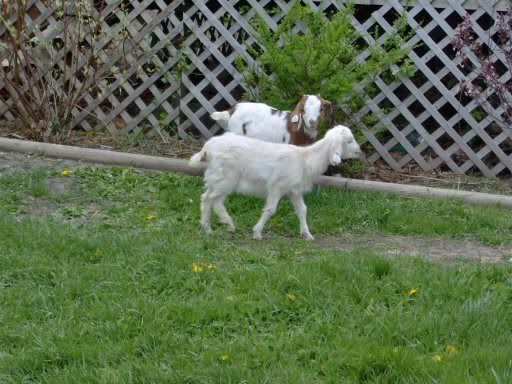 goats016.jpg