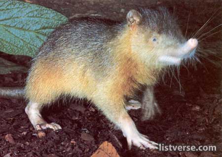 Hispaniolan-solenodon.jpg