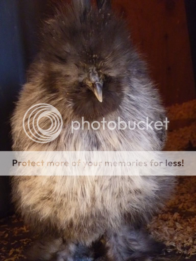 chickensdecember046.jpg