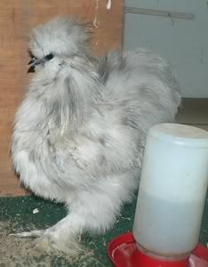 1silkies017.jpg