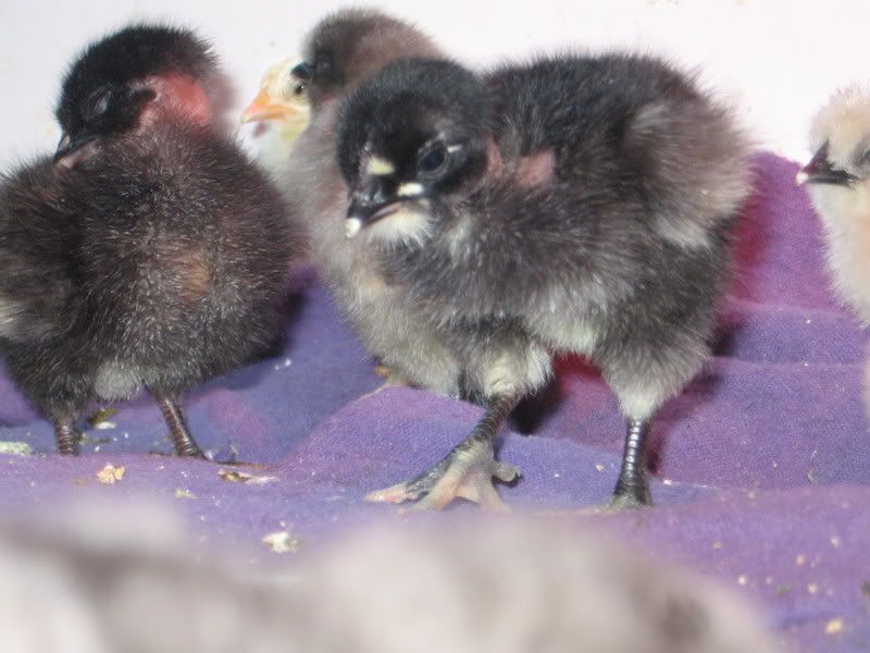 chicks014.jpg