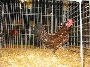 Frieshoen_Roodbont_Hen.jpg