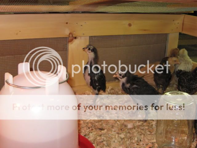 Chicks2.jpg