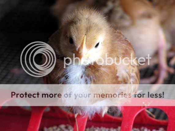 Rhode-Island-Red-Baby-Chick.jpg