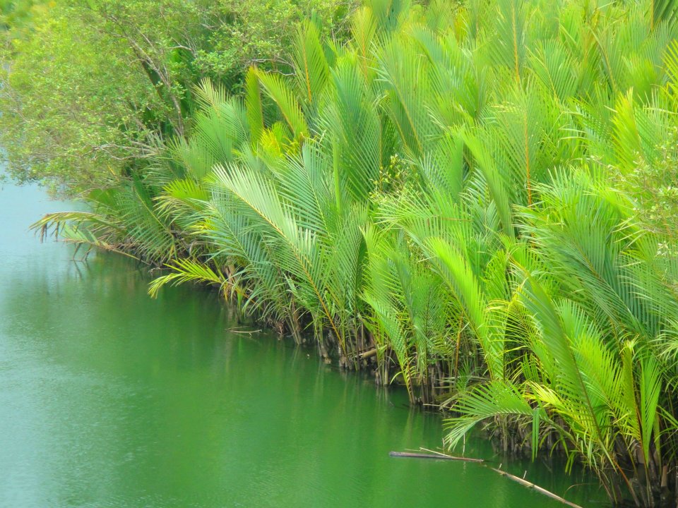 Nipa_palms.jpg