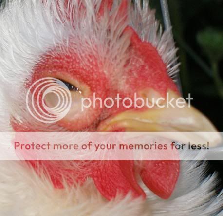 sickchicken4.jpg