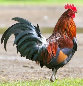 gallo.jpg
