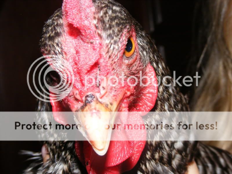 DSCF4561.jpg