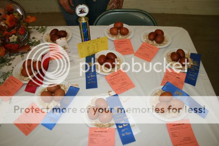 Eggsandtrophy.jpg