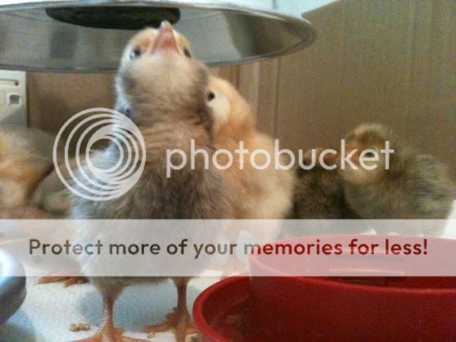 chicks6_zps859d4d93.jpg
