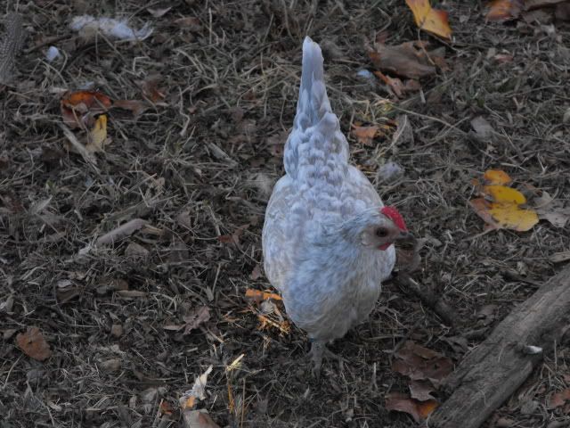 2008_1105TheGang0168.jpg