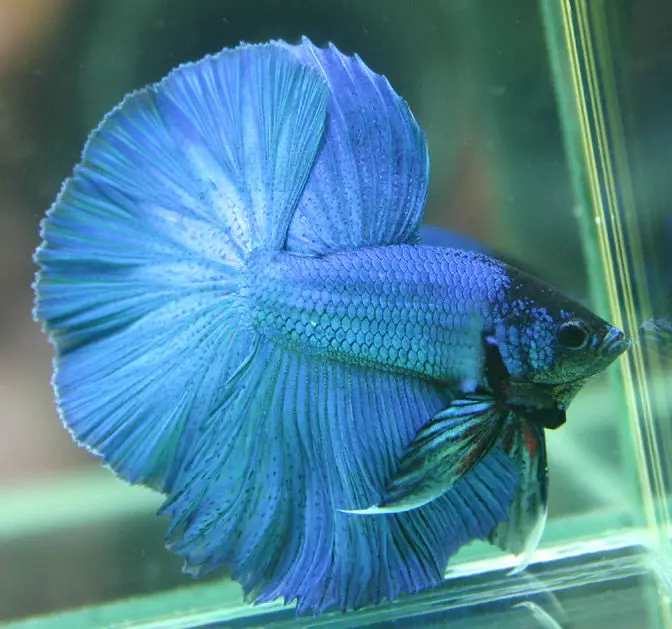 Betta-Fish-Blue-Red-and-White-.jpg