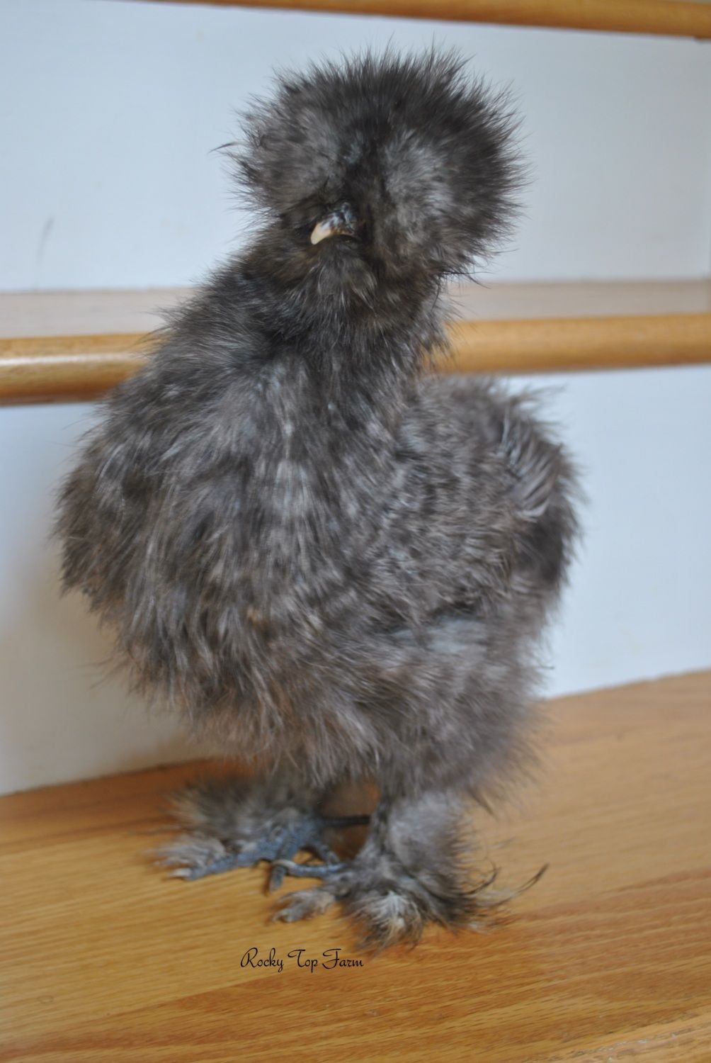 900x900px-LL-4d70b0b9_ROCKYTOPFARMSILKIES.jpeg