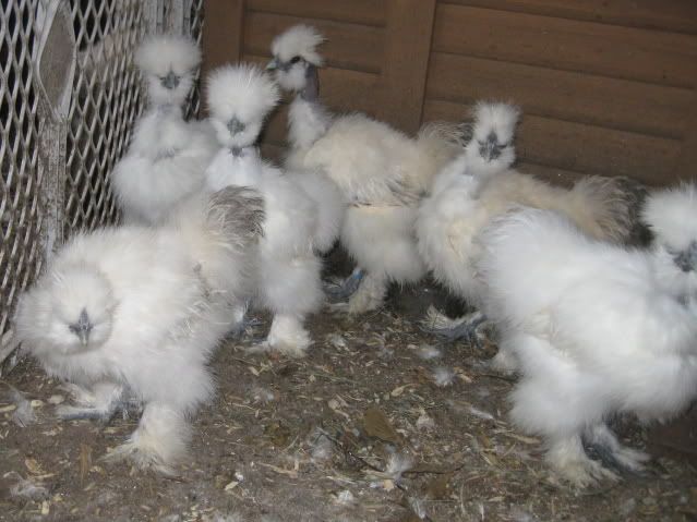 whtflockjuvs.jpg