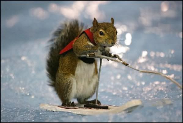 squirrel12.jpg