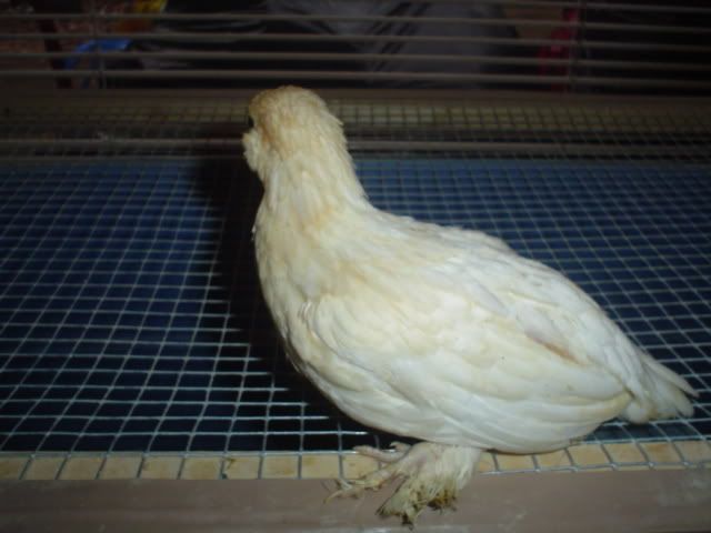 bantams6wks005.jpg