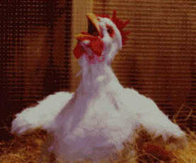 stretching_chicken.gif