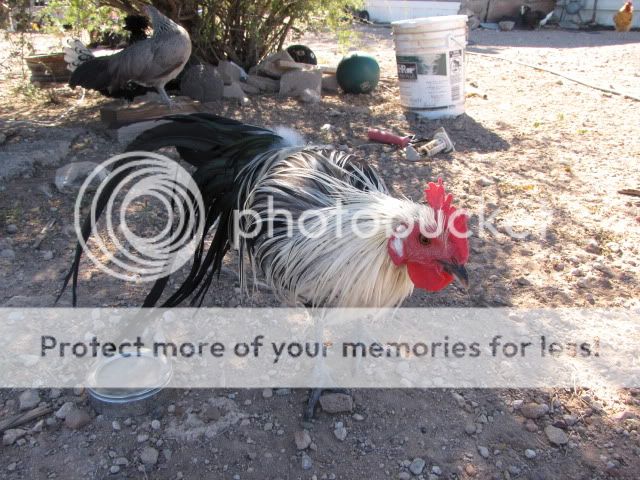 phoenix012.jpg