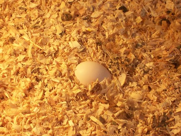 eggs2.jpg