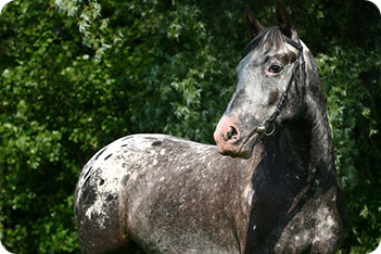 Appaloosa_Horse_608604.jpg