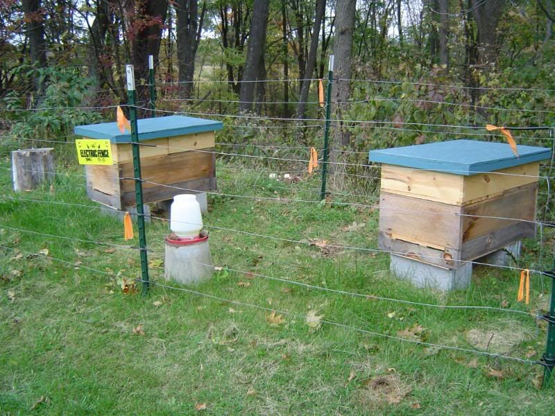 FallBirdsandBees003.jpg