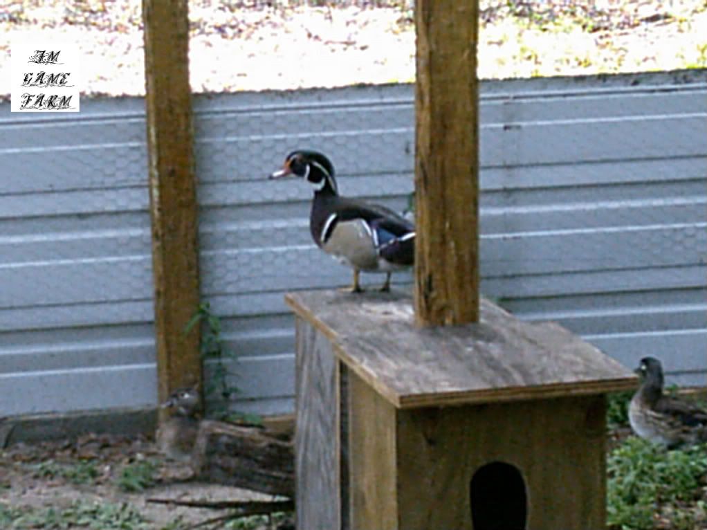 BIRDS191.jpg