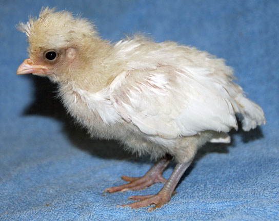 chirpy40208.jpg