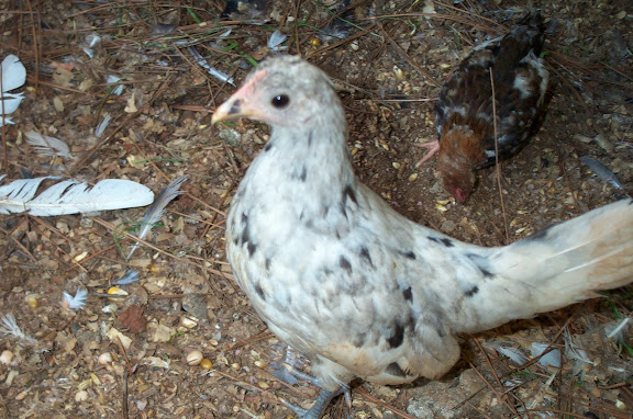 6-7-09%20007.jpg