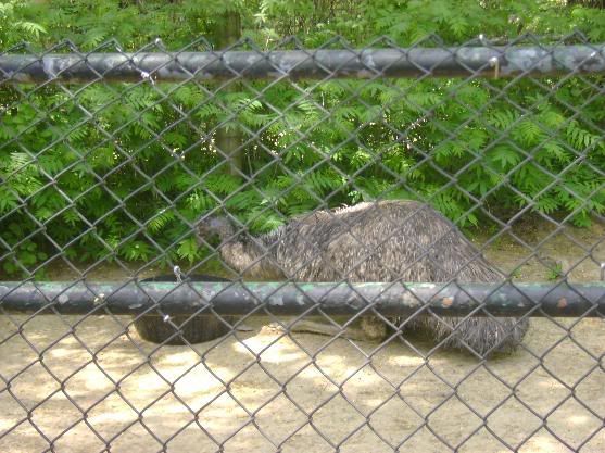 zoo3.jpg