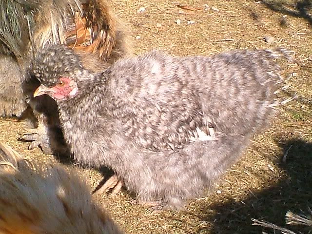 DSCF5468.jpg