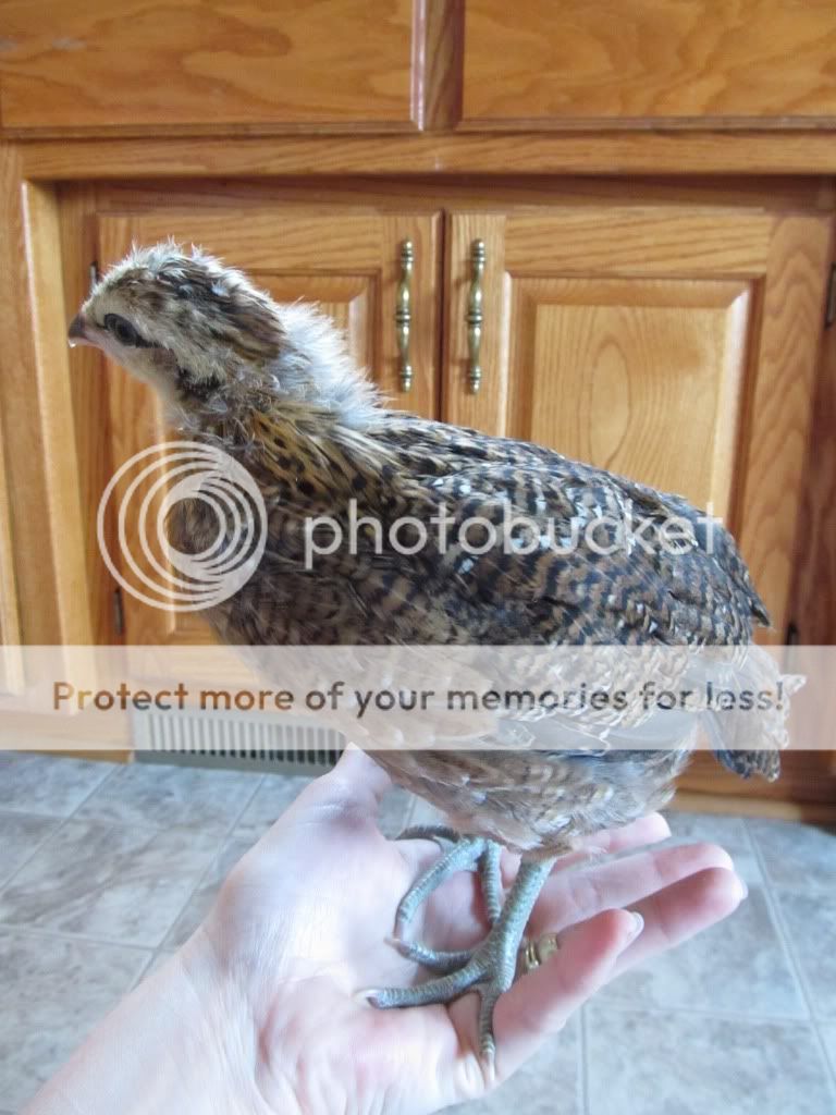 Chicken049.jpg