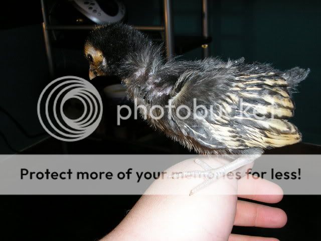 Brooder020.jpg