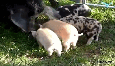 1331231041_when_pigs_fly.gif