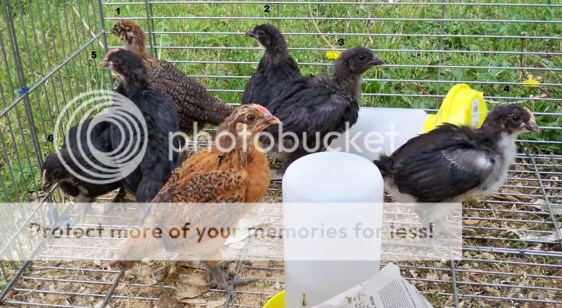 flocknumbered.jpg